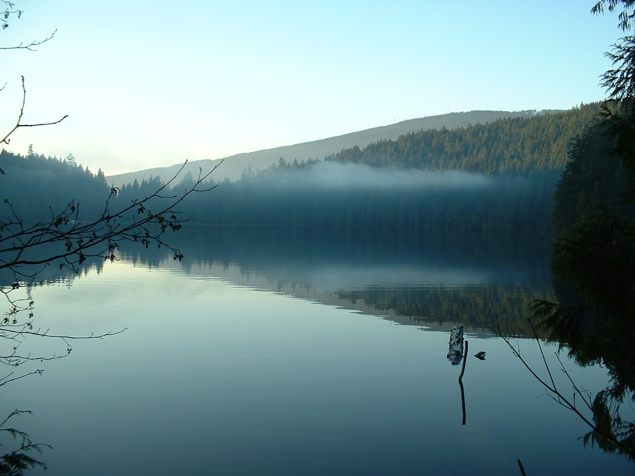 two birds sit in the water with fog hanging over the mountains