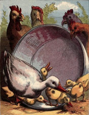 illustration of a group of chickens drinking from a large plate