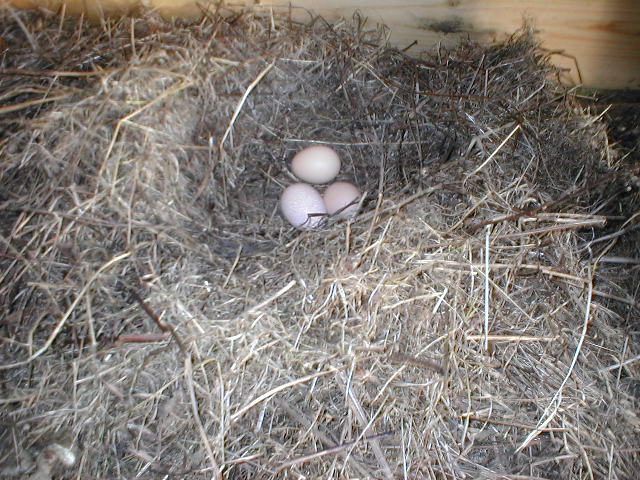 two eggs in the nested together at the farm