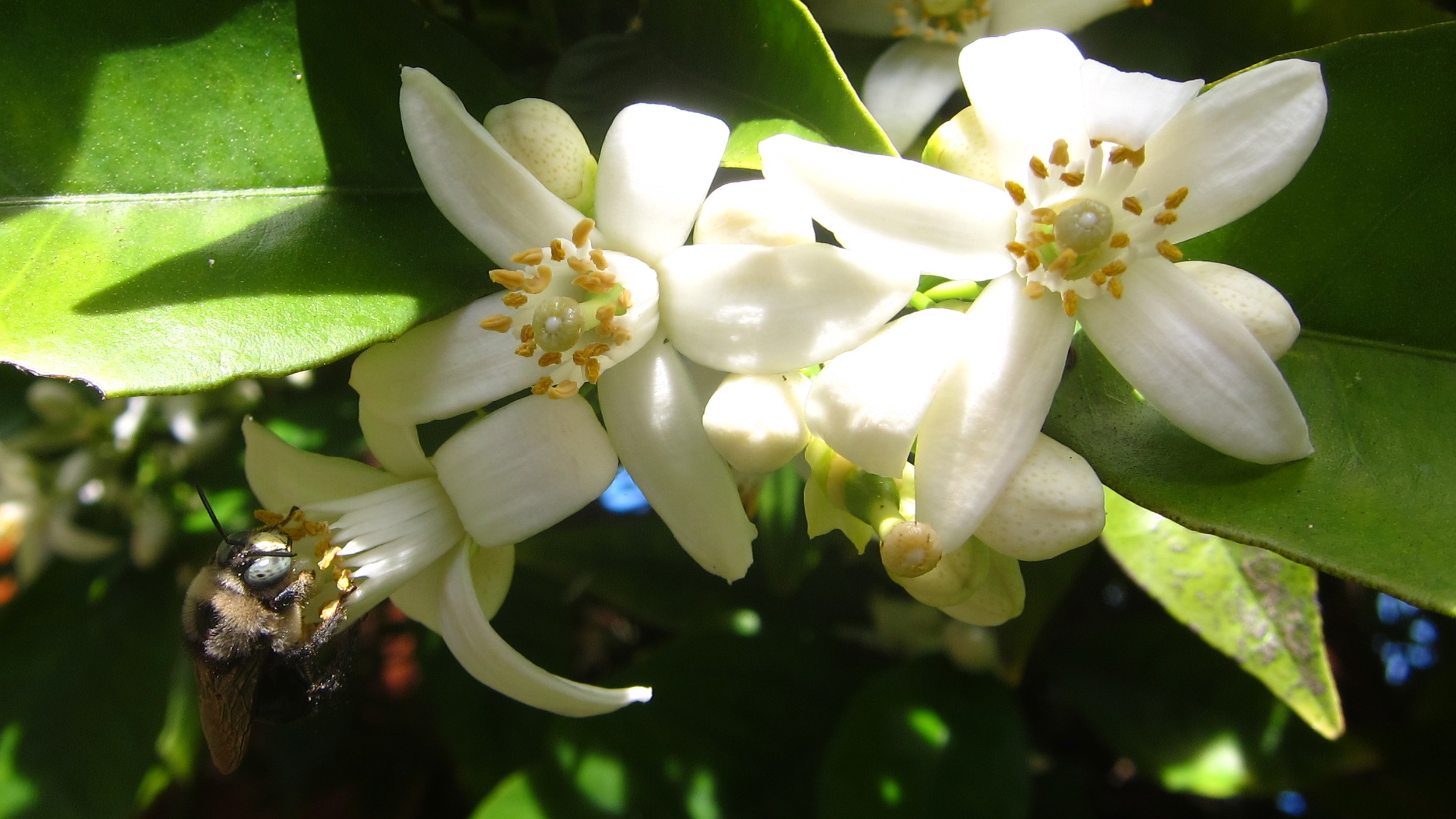 the blossoms on the lemon tree bloom are very white