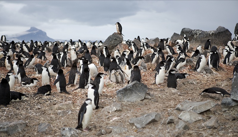 a flock of penguins stand near rocks on the ground