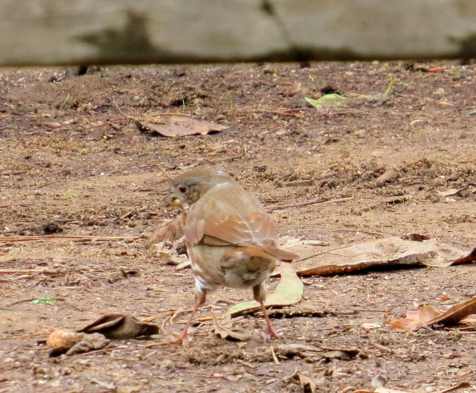 a brown bird standing on top of dirt and grass