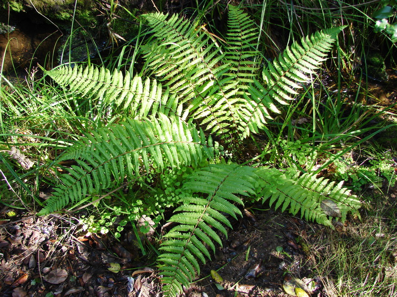 a fern growing in the dirt by a wooded area
