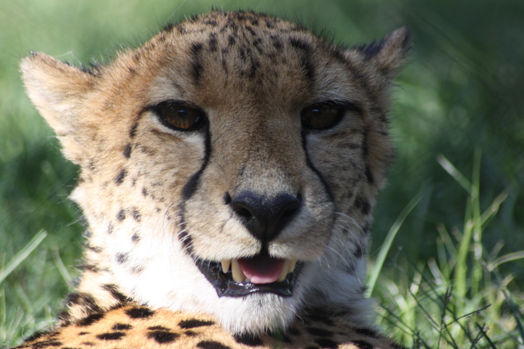 a cheetah stares into the camera, with its mouth wide open