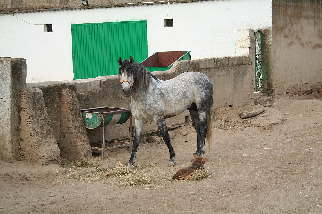a gray horse standing in an enclosed pen