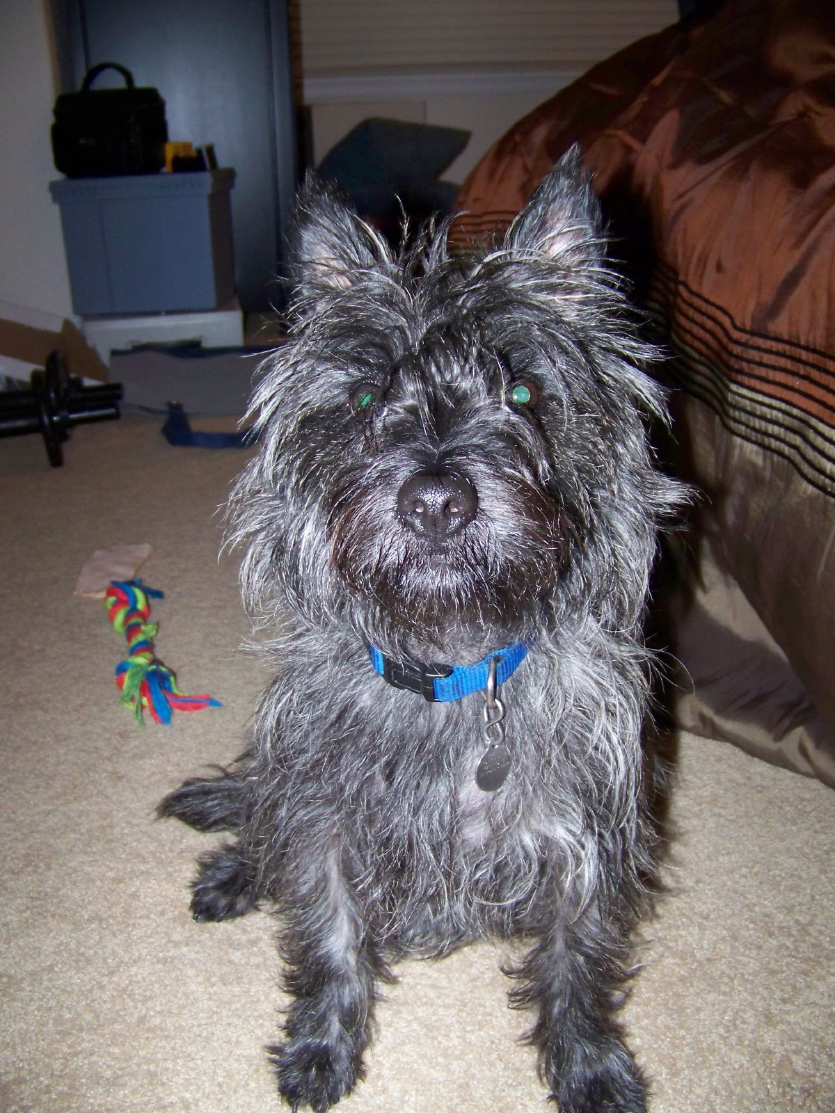 small gray furry dog sitting on floor next to stuffed animal