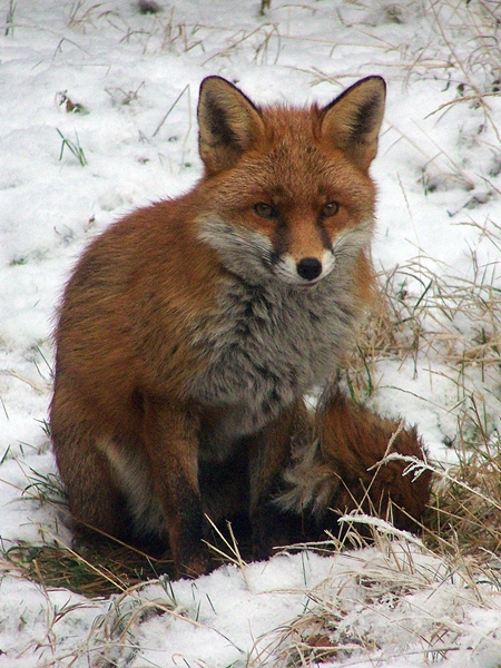 a fox sitting in the snow with one paw on its back