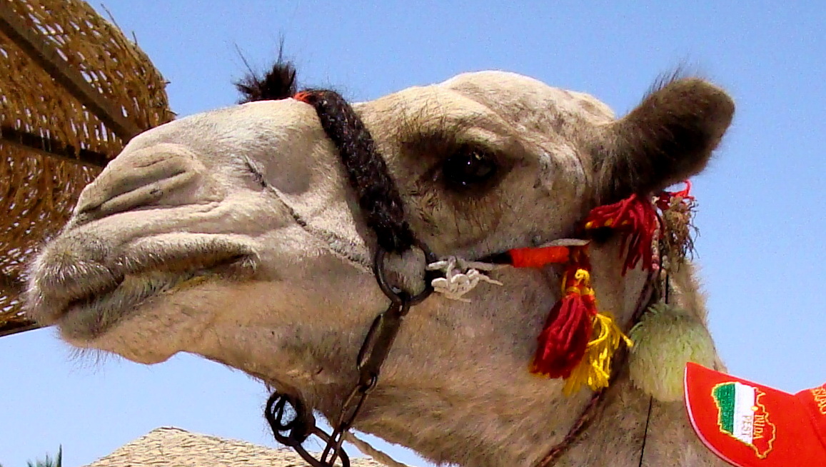 a close up view of a white camel wearing some tassels