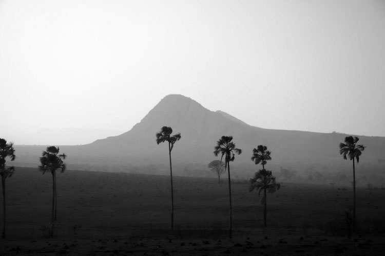 a group of palm trees on the desert with a mountain in the distance