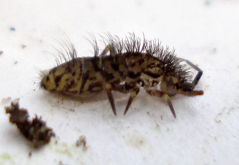 some type of insect that is laying on a table