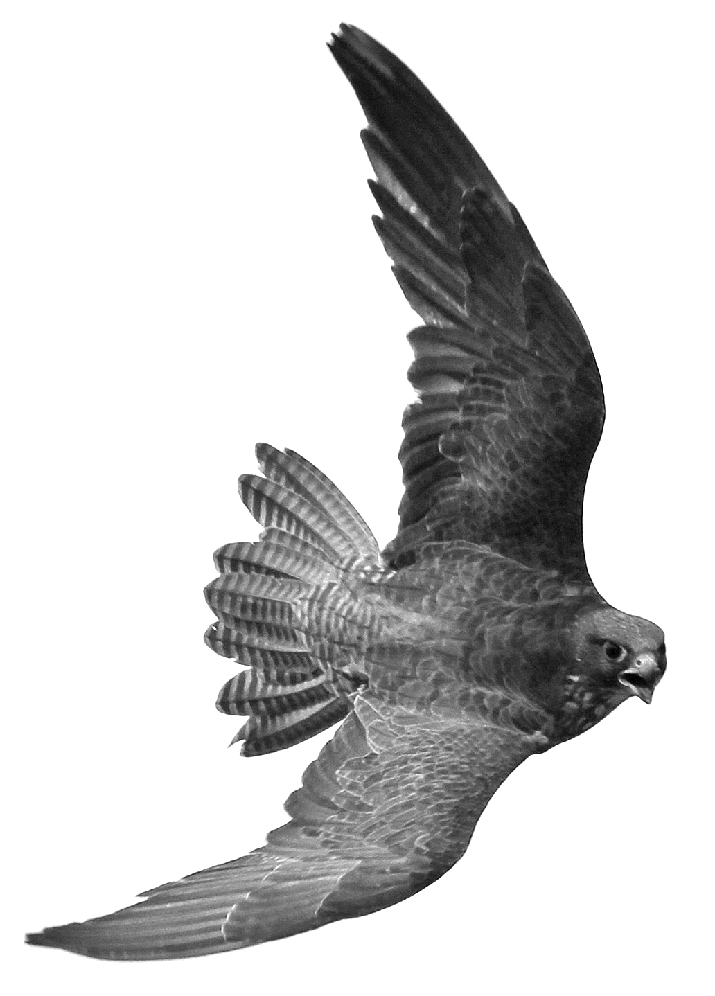 black and white pograph of a bird flying