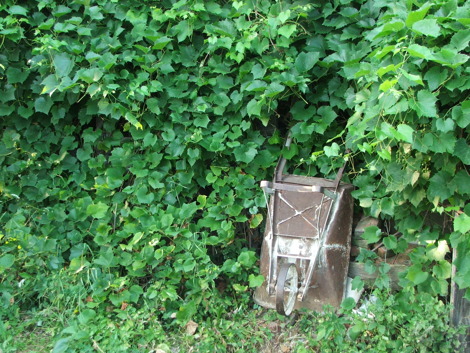 a rusty chair sitting between some bushes and vines