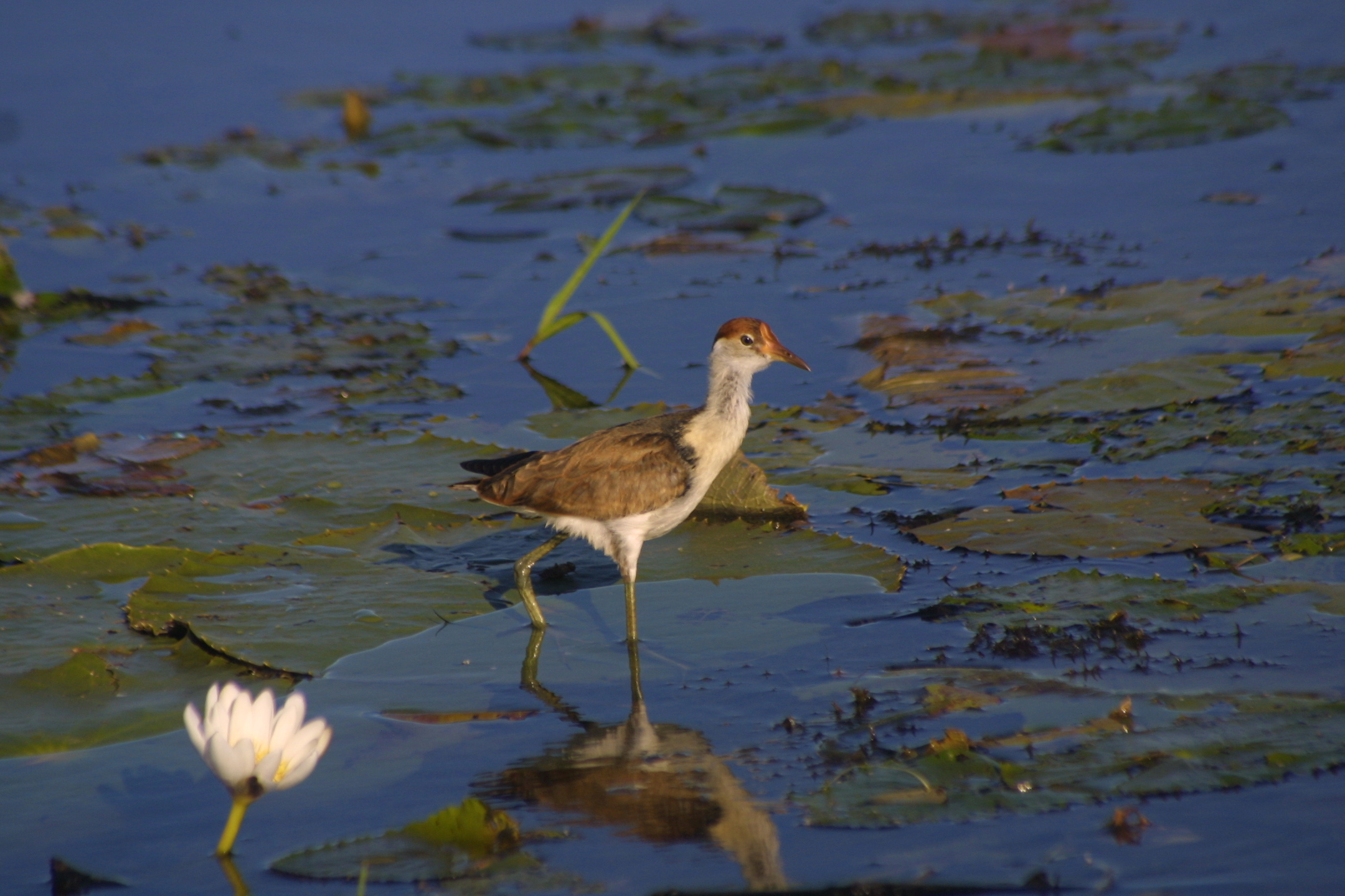 a bird standing in the water with its legs crossed