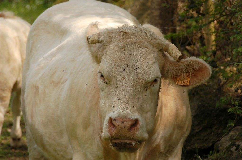 a white cow with a lot of brown spots near some grass