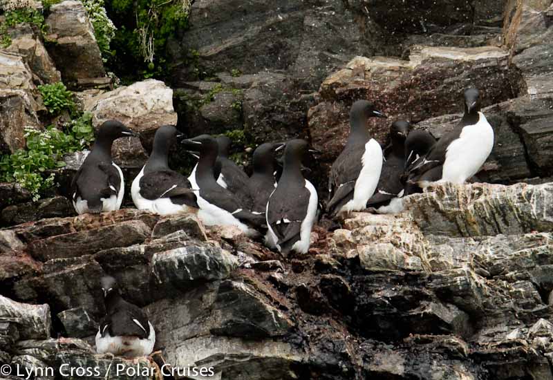 the birds are huddled together on the rocks