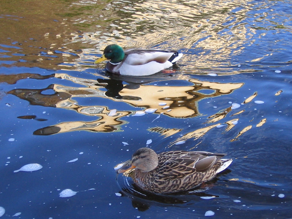 a duck and another duck swimming on a body of water