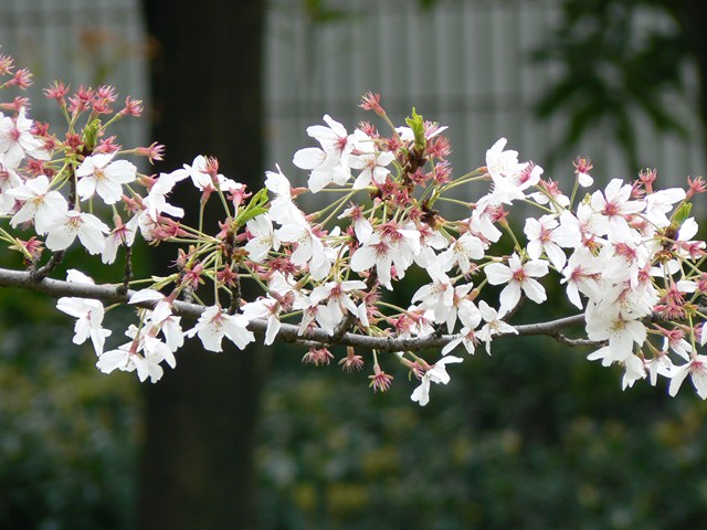 closeup of a nch with white and pink flowers