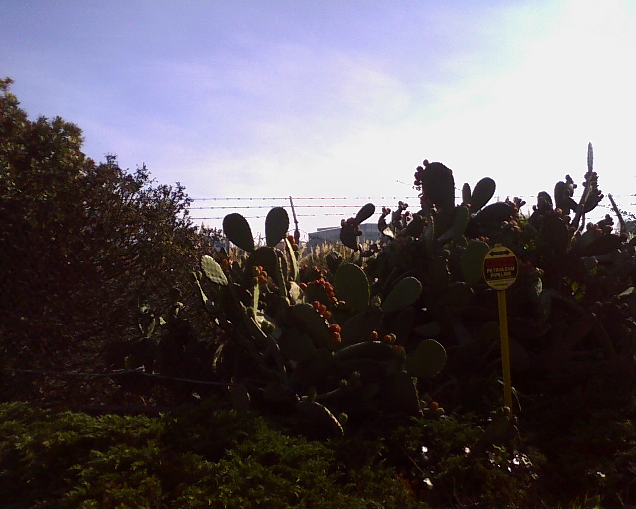 a cactus outside a fence on a clear day