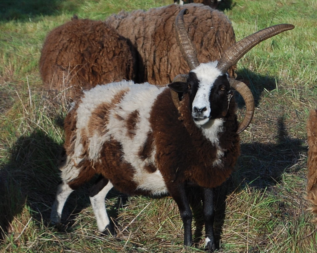 several brown and white rams and ram in grassy area