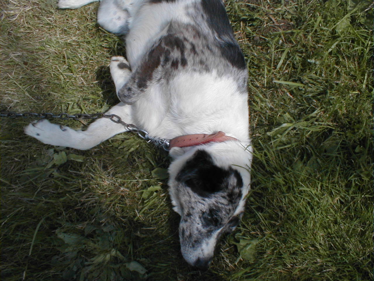 a dalmatian dog is seen trying to get some grass from its owner