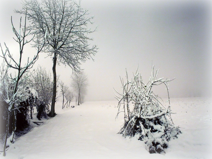 a snowy landscape is shown with trees and a fence