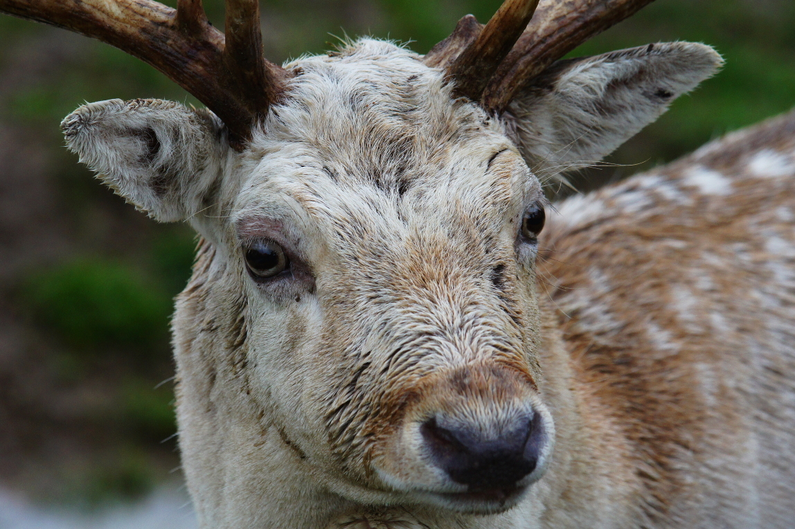 this is a picture of a very cute deer