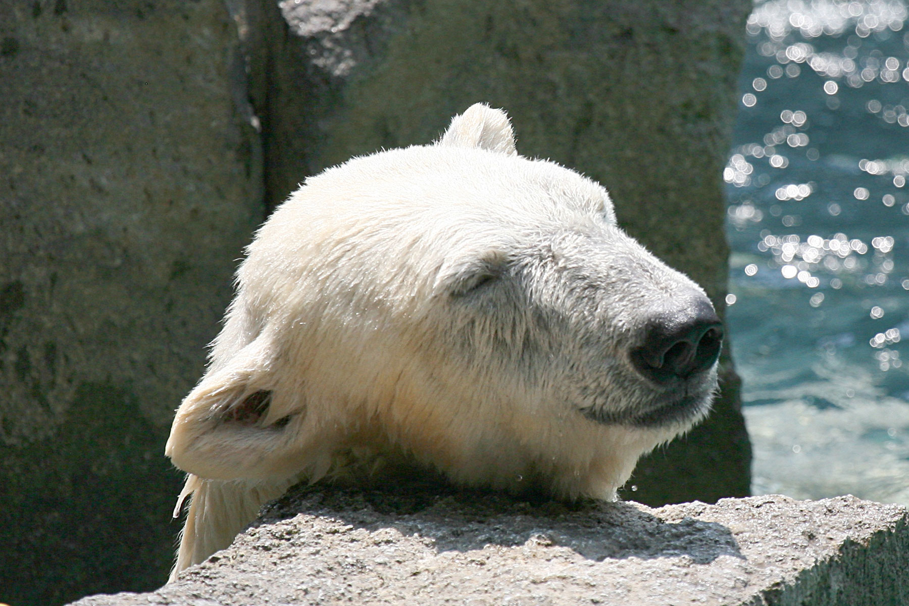 a polar bear resting on the rocks by the water