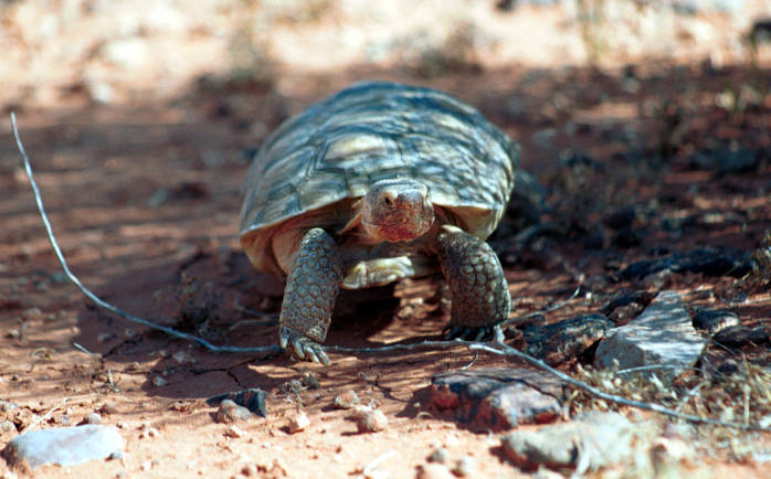 a turtle walking across the dirt by itself