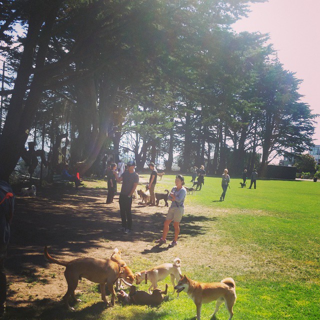 many people and many dogs are out in the park