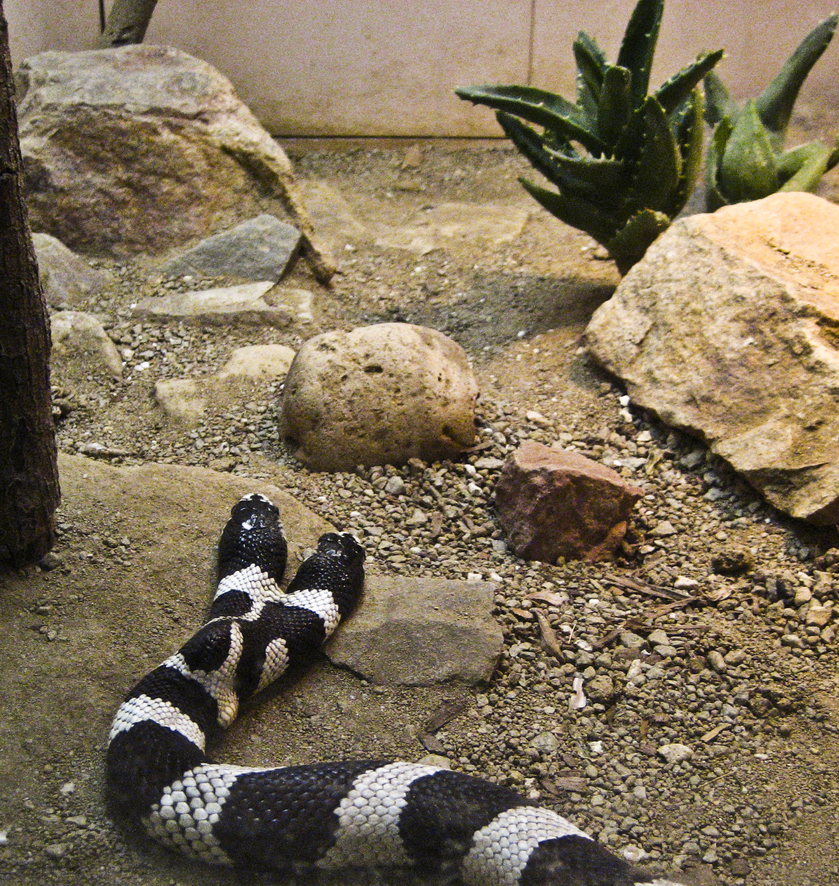 a stuffed snake with no head next to rocks