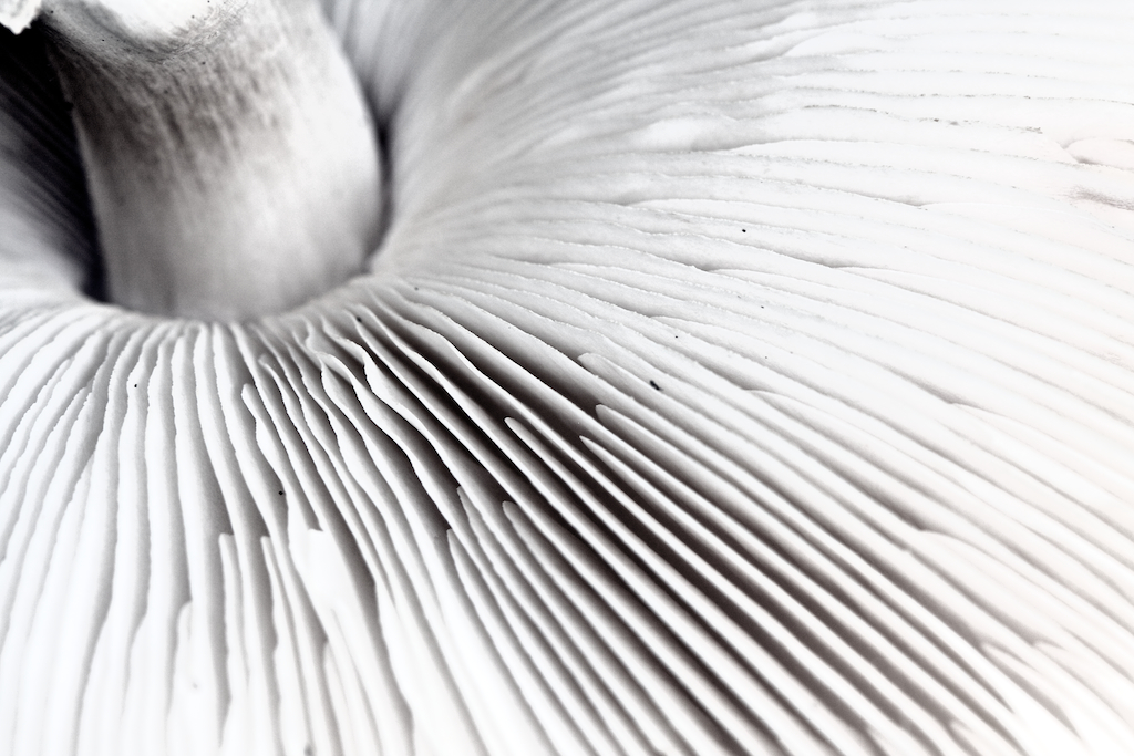 a close up picture of white and silver flowers