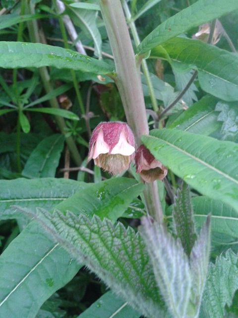 an opened flower that is in a plant