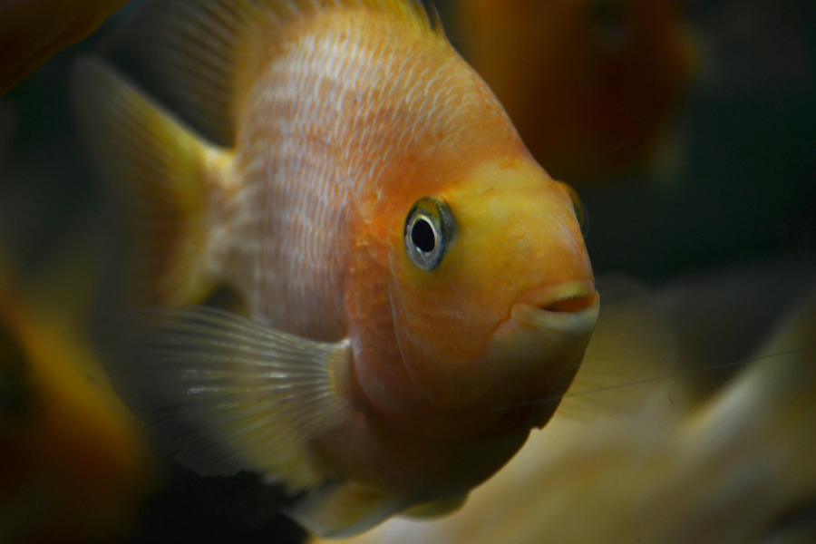 a close - up s of the head of a goldfish