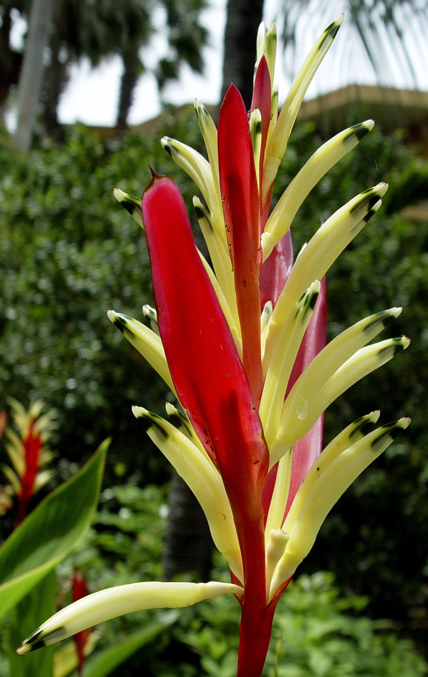 an exotic looking flower in the middle of green plants