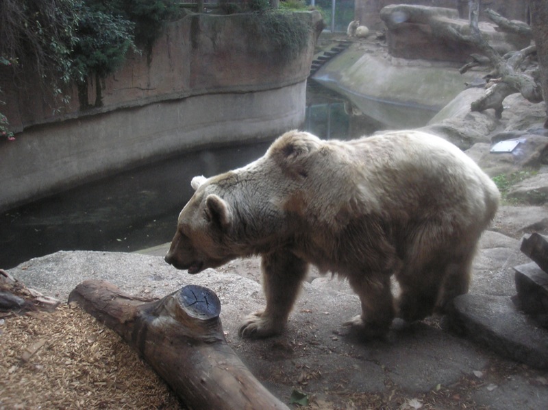 a large bear standing next to a pond in a zoo