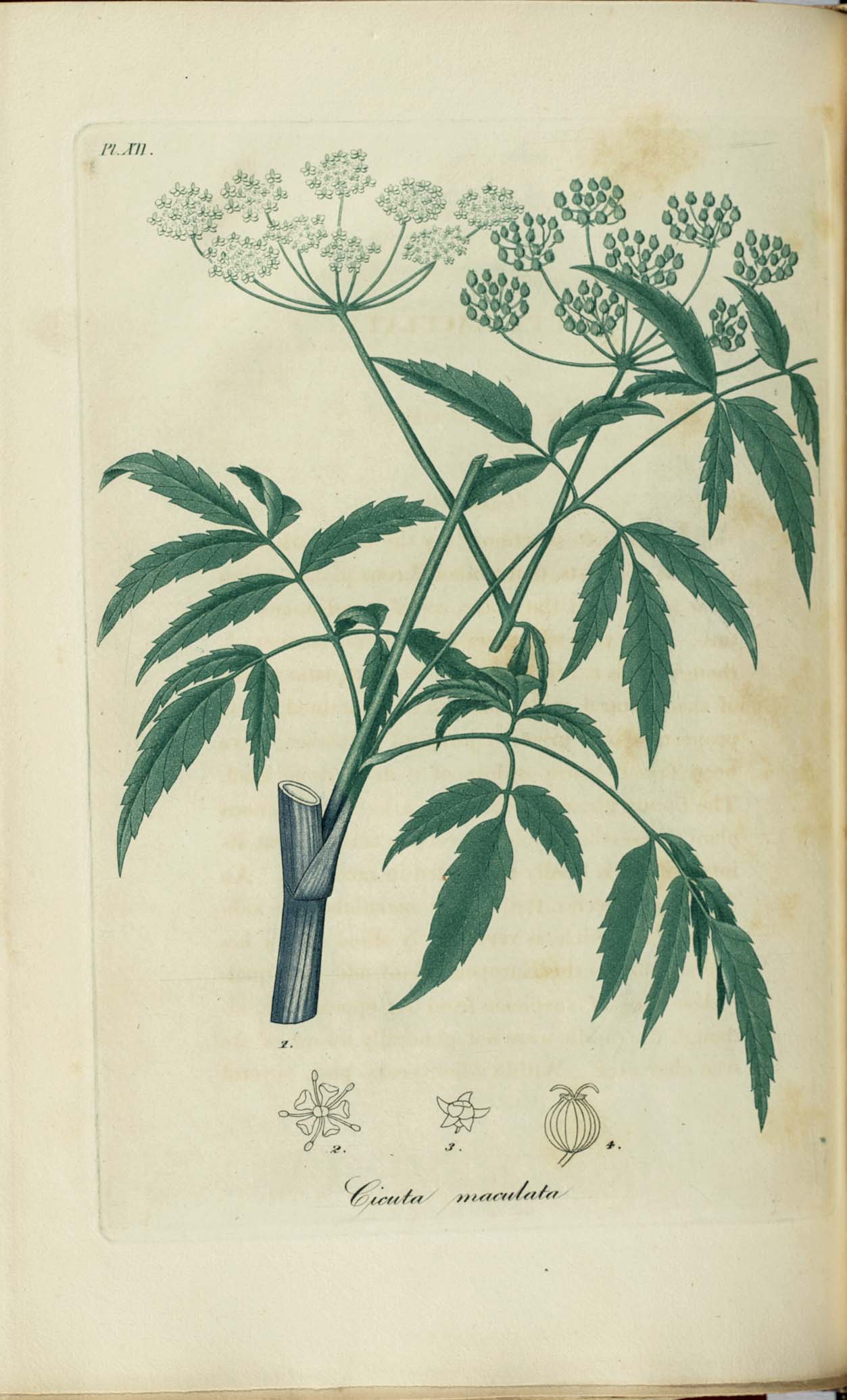 a painting of flowers in an old style book