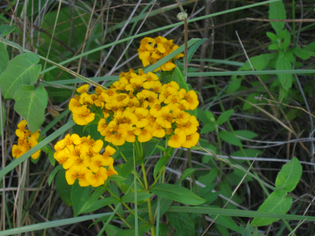 yellow flowers bloom in a forest with green plants