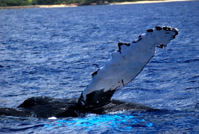 the tail of a whale diving in the ocean