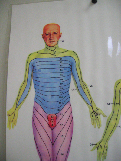 this is an image of a diagram of the human body