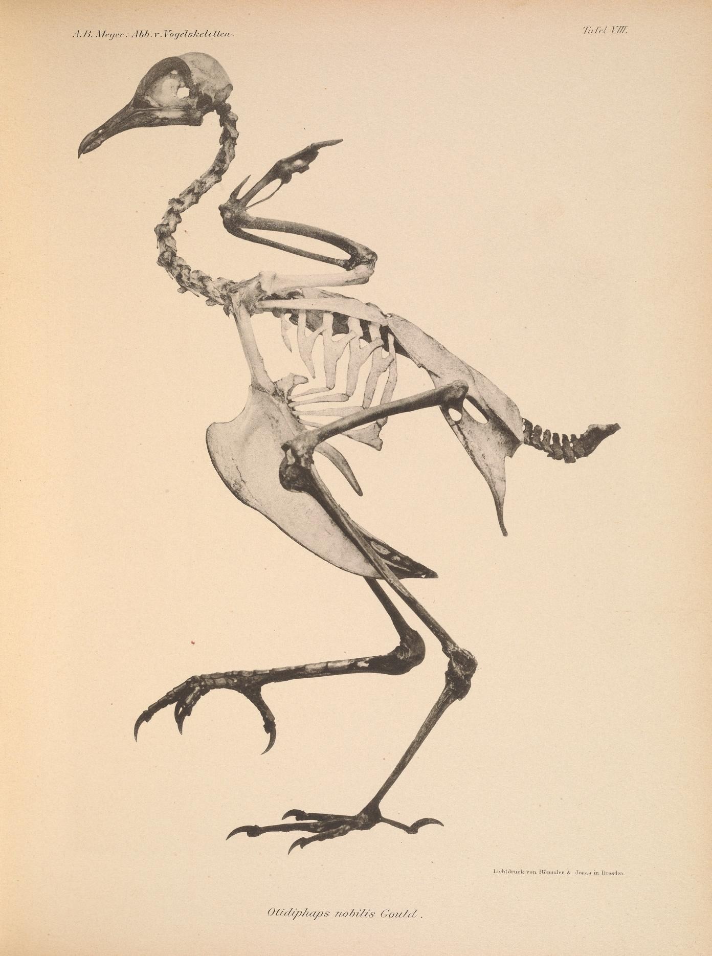 skeleton bird standing upright in a white background