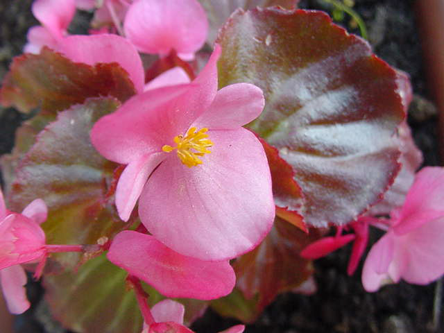 pink flowers on the top of plants in a pot