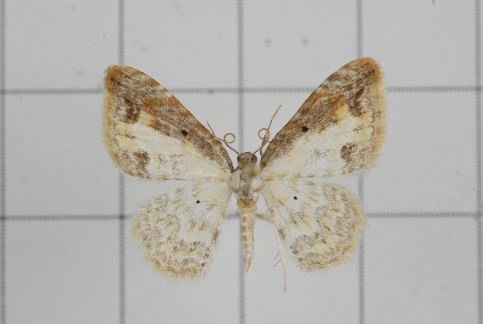 a close up of a brown and white erfly