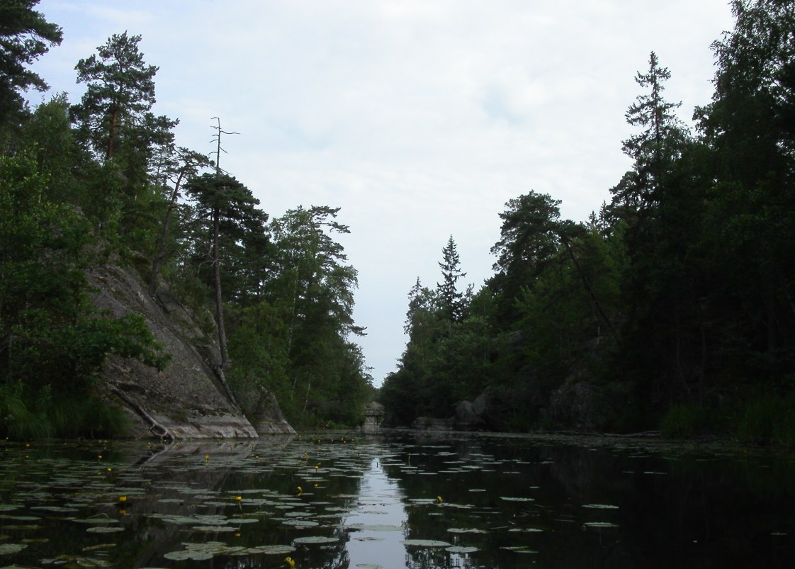 the water is calm and clear with lil pads on the surface