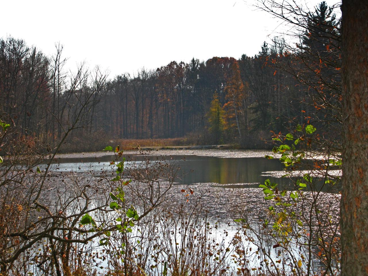 there is a pond with trees and snow all around