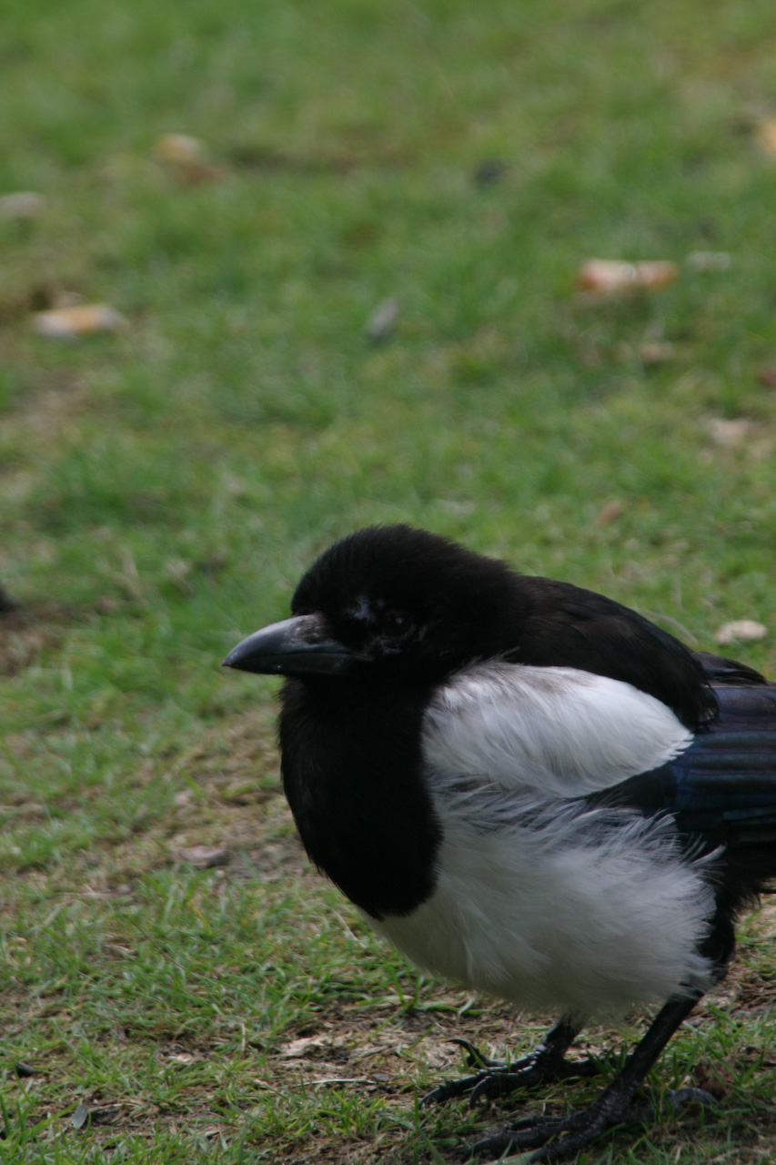 black and white bird standing in grassy area