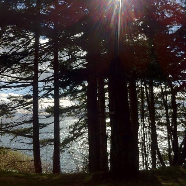 a view from a forest shows the water, trees and grass