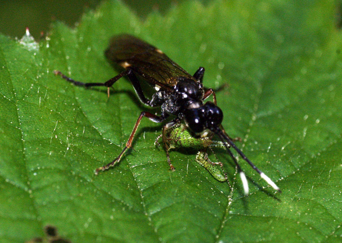 a small black fly on a green leaf