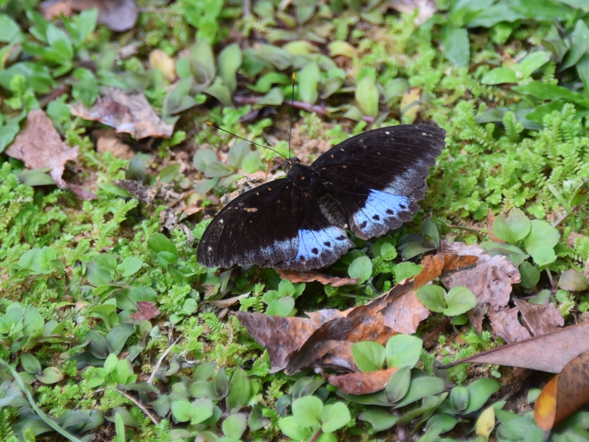 the erfly is sitting on the ground in the forest