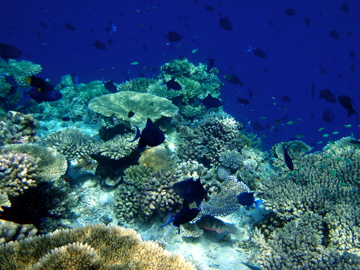many different colored corals on the sea surface