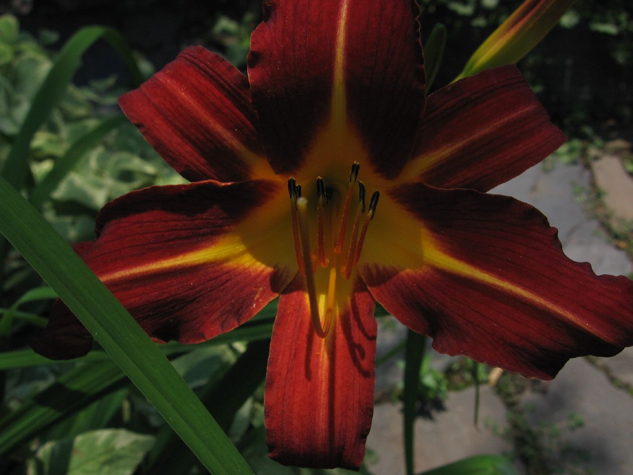 close up picture of a red and yellow flower with two large green stems